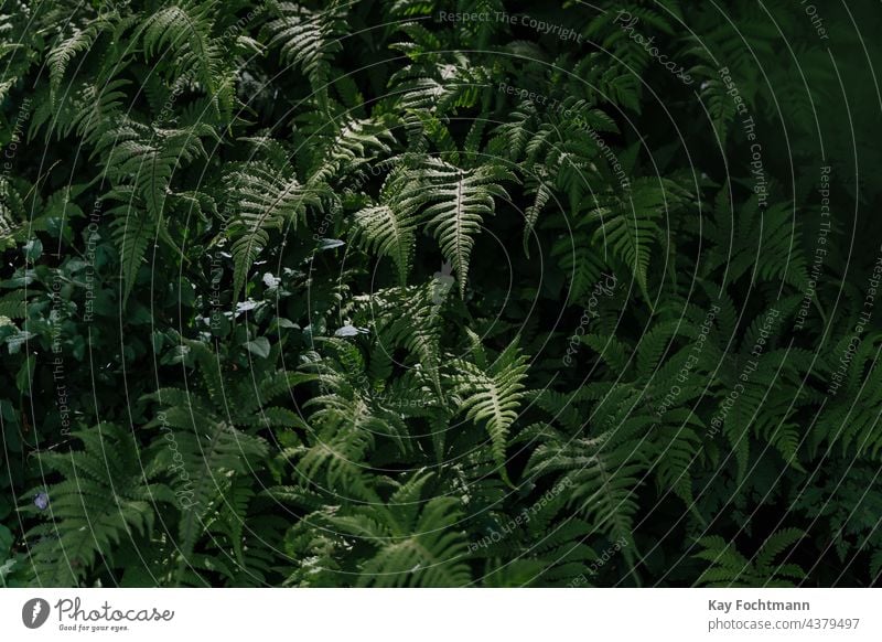 Bild von jungen Farnblättern abstrakt Hintergrund schön Biologie botanisch Botanik Nahaufnahme Dekoration & Verzierung dekorativ Design Umwelt exotisch Wurmfarn