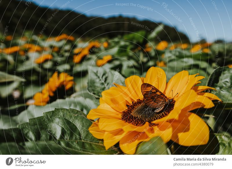 Schmetterling oben auf einer Sonnenblume. Auf dem Sonnenblumenfeld. Hintergrund schön Botanik hell Nahaufnahme Flora geblümt Blume Garten grün natürlich Natur