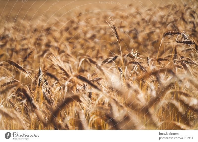 Roggenfeld Hintergrund während Sommer Sonnenuntergang Gegenlicht mit Details auf Körner, Österreich Zerealien Feld Ackerbau golden Korn Müsli Lebensmittel Ernte