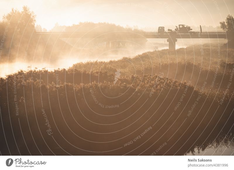 vier schwäne im nebligen oktobermorgensonnenaufgang. Gelbes trockenes Flussschilf im Vordergrund. Unscharfe Reflexion der anderen Flussufer im Hintergrund. Brücke mit schweren LKW in der Ferne. orange stimmungsvolle Szene