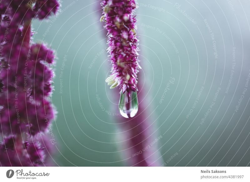 Lebendige Amaranthus Caudatus-Blüten mit Wassertropfen nach Regen. Auch bekannt als Love-Lies-Bleeding, Pendel-Amaranth, Quastenblume, Samtblume, Fuchsschwanz-Amaranth und Quilete