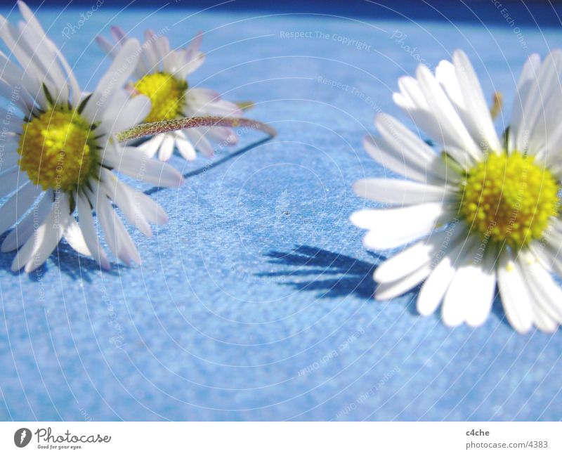 gaenseBluemchen Blume Gänseblümchen gelb Sommer frisch Natur Pflanze blau
