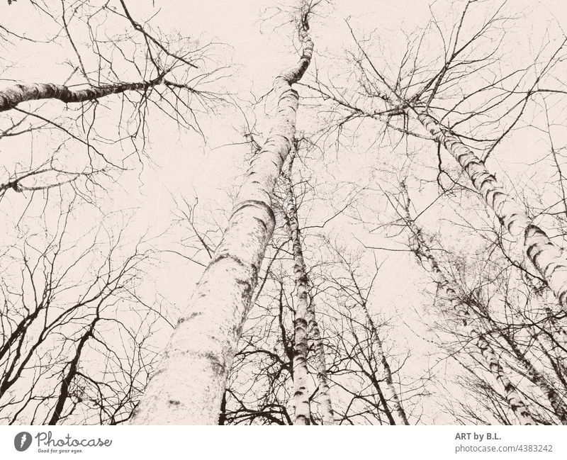 Ein Blick nach oben in die Birken im Herbst baum Bäume herbst Wald birkenstämme Jahreszeit trist einfarbig monocrom Zweige birkenzweige