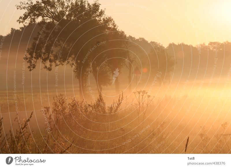 morgenstund... Natur Landschaft Sonnenaufgang Sonnenuntergang Sommer Wetter Schönes Wetter Nebel Baum Gras Verkehrswege Straße Wege & Pfade Verkehrszeichen