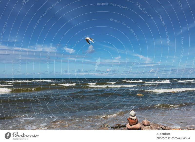 schöner Tag am Meer-   Steine trotzen den Wellen -     Möwe fliegt vorbei. Wasser Himmel fliegen Möve Ostsee ostseeküste Küste Natur Urlaub
