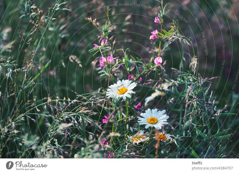 der Garten verwildert Margeriten Margeritenblüte Kletterpflanze überwuchern überwachsen Sommerblumen überwuchert verwachsen Zierpflanzen Leucanthemum Haiku