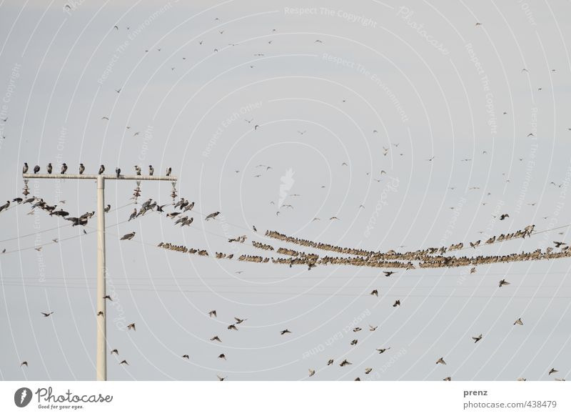 Krähen und Stare - Darß Umwelt Natur Landschaft Tier Sommer Wildtier Vogel Schwarm braun grau Strommast sitzen fliegend Farbfoto Außenaufnahme Menschenleer