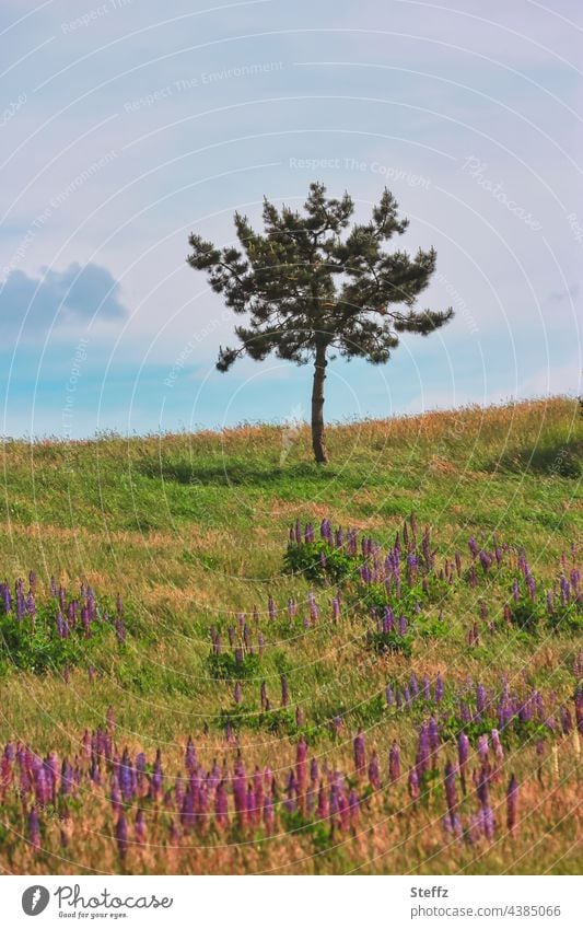 einsamer Baum an der Hügel Sommerwiese Wiese Einsamkeit Lupinen Haiku Lupinus Sommerwärme Wildpflanzen Wolfsbohnen Wiesenpflanzen Wiesenblumen Wildblumen