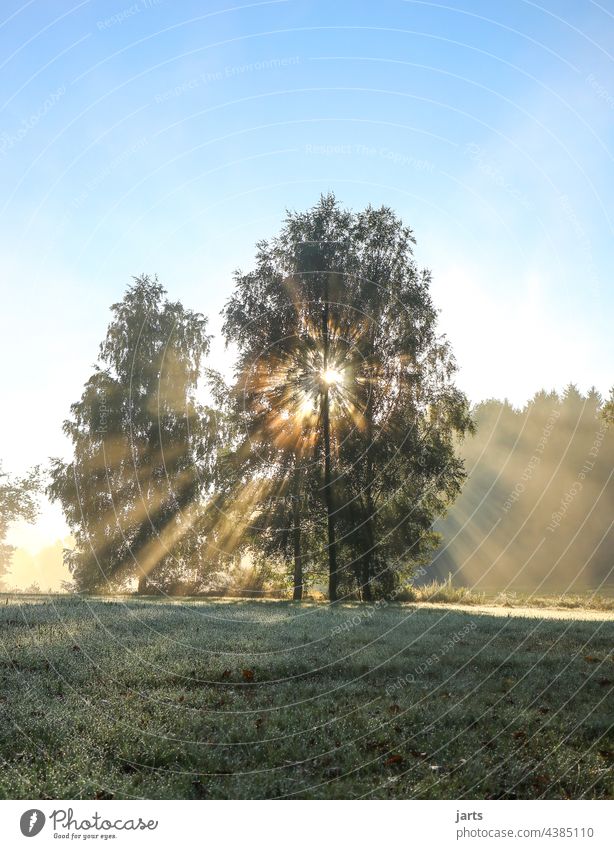 Sonntagmorgen auf einer Wiese am Waldrand Sonnenaufgang Sonnenstrahlen Licht Sonnenlicht Baum Außenaufnahme Natur Farbfoto Landschaft Menschenleer Umwelt