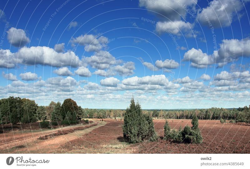 Lebensraum Lüneburger Heide Idylle Wacholder Heidekrautgewächse Wildpflanze Sträucher Schönes Wetter Horizont Himmel Wolken Pflanze Landschaft Natur Umwelt