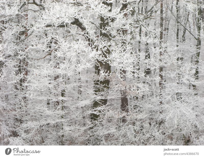 Winterzauber durch Raureif am Wintertag Frost gefroren Natur kalt Zweige u. Äste Geäst weiß Baum Eis Reduktion Umwelt Kälte frostig Inspiration natürlich