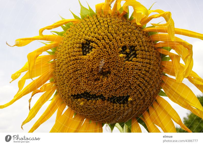 fast verblühte Sonnenblume mit einem Gesicht / Saisonende Blume Helianthus annuus Asternartige Zungenblüte Röhrenblüte gelb traurig Humor witzig Spass