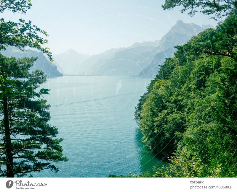 Vierwaldstättersee Schweiz Uri Schwyz Wasser See Sonne Bäume Landschaft Natur menschenleer Aussenaufnahme Himmel Umwelt Freizeit Reise Tag schönes Wetter