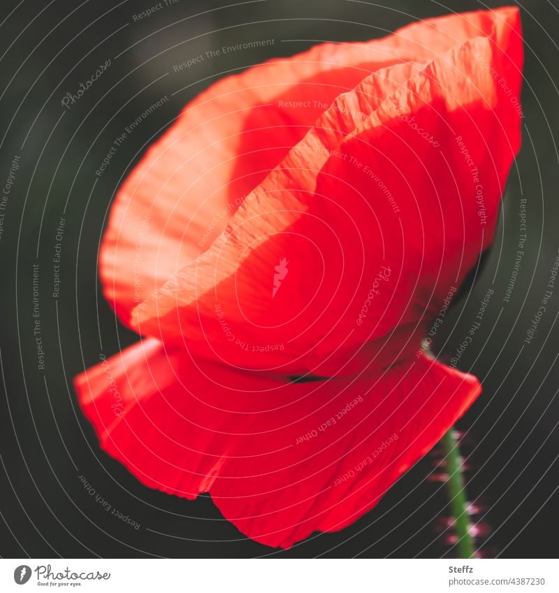 der Mohn | beharrt auf Rot | vergänglich Mohnblüte Mohnblume Papaver blühen Wiesenblume Wildblume Wildpflanze Sommerblume Blume Blüte Sommerwiesenblume