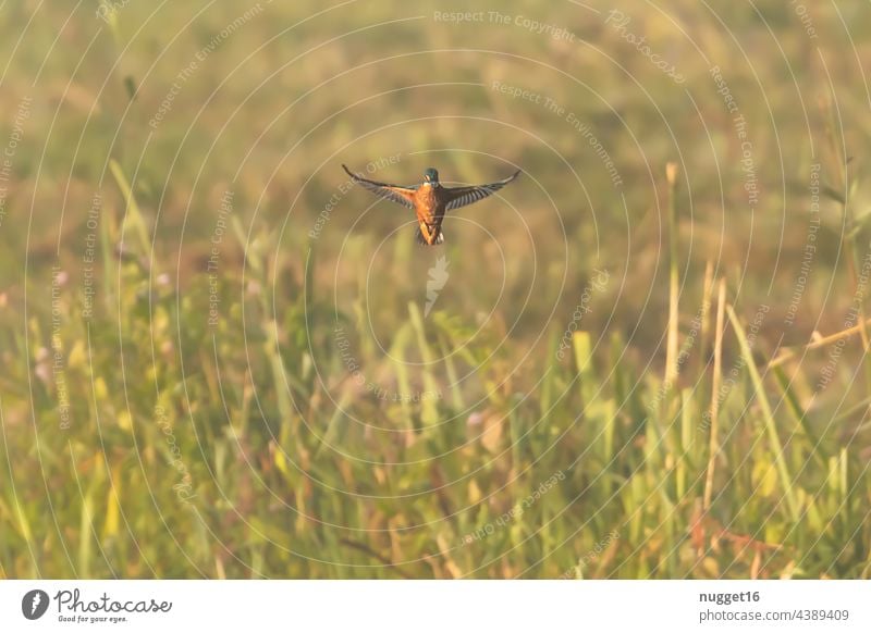 Eisvogel im Rüttelflug über einem Schilfgürtel Eisvögel Vogel Tier Außenaufnahme Farbfoto Wildtier Natur 1 Umwelt Menschenleer Tierporträt