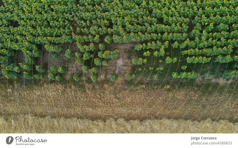 Draufsicht auf eine Sonnenblumen- und Weizenplantage. Drohnenaufnahme Feld Ackerbau Dröhnen Antenne Sommer im Freien Natur hell Landschaft Blume Horizont gelb