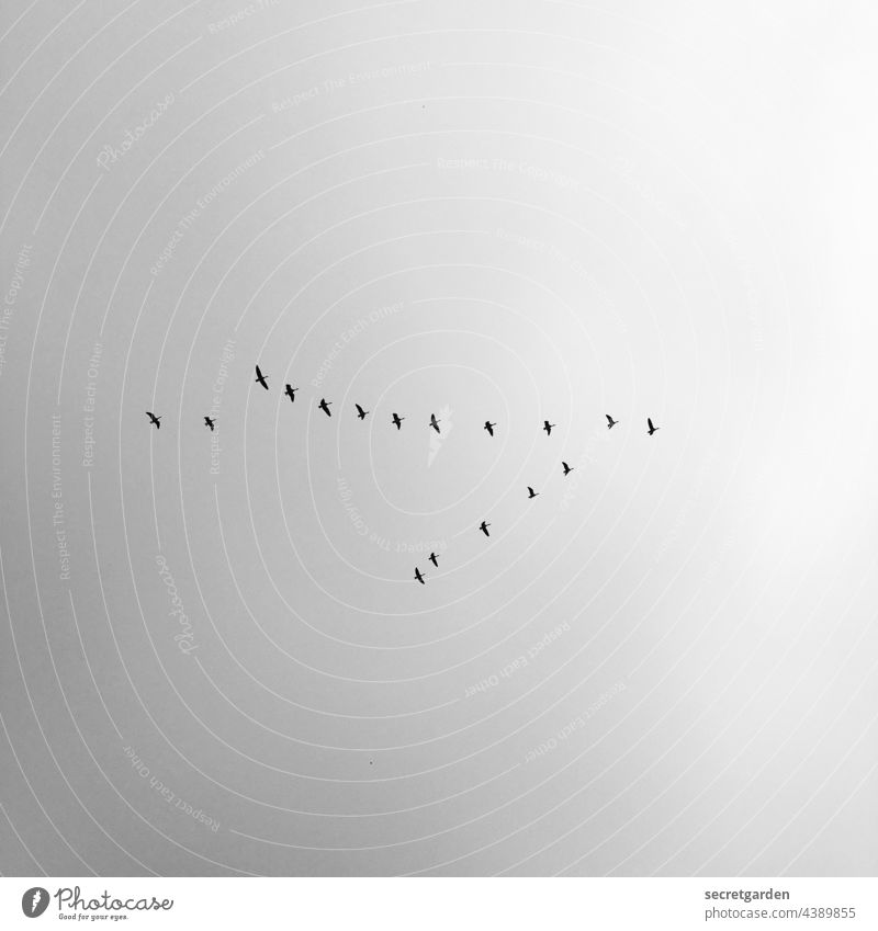 Der Schwarm Himmel Vögel Zugvögel minimalistisch Schwarzweißfoto fliegen Flug Zugvogel Vogel Natur Freiheit Vogelschwarm frei Außenaufnahme Herbst Luft