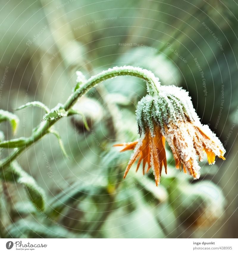 die Winterringelblume Umwelt Natur Landschaft Pflanze Klima Eis Frost Schnee Schneefall Blume Wildpflanze Ringelblume Korbblütengewächs Blütenpflanze kalt