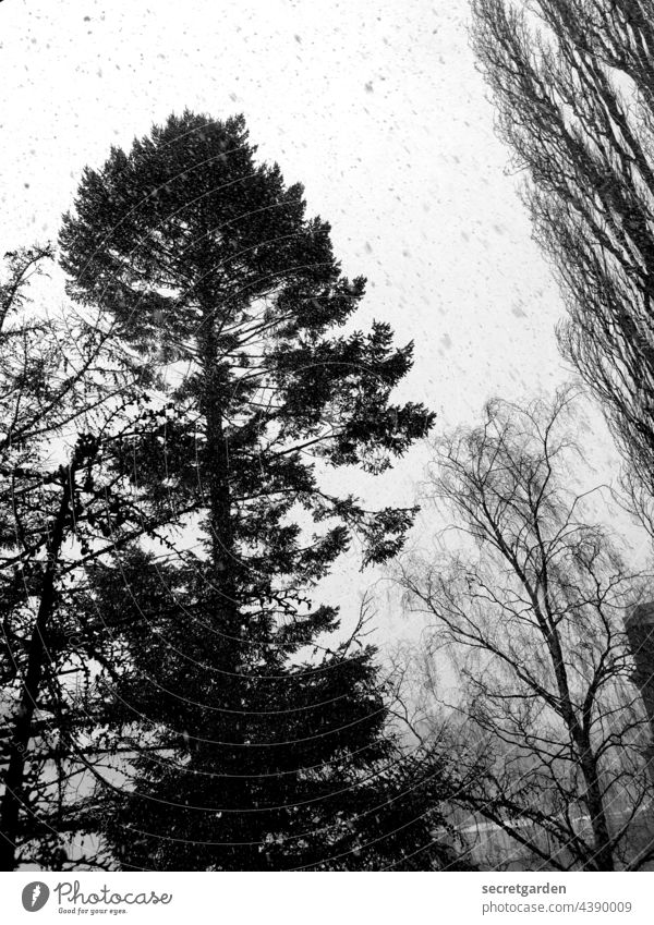 Buntes Schneetreiben Schwarzweißfoto Bäume Baum Schneeflocke Winter Schneefall kalt Außenaufnahme Natur grau Menschenleer schwarz Wetter Umwelt