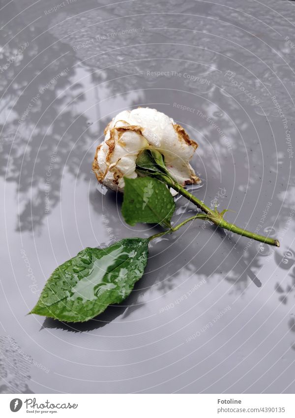 Eine weiße, betörend duftende Rose liegt auf einem nass geregneten Gartentisch. Blume Pflanze Natur Außenaufnahme Farbfoto Menschenleer Tag grün