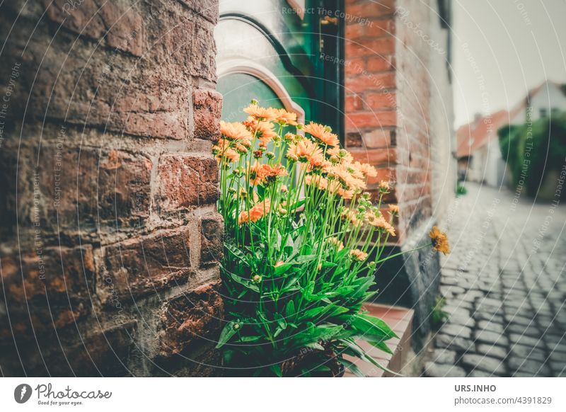 gelbe Blumen als Dekoration vor der Haustür in einer Altstadtgasse vintage retro Farbfoto alt Backstein Kopfsteinpflaster