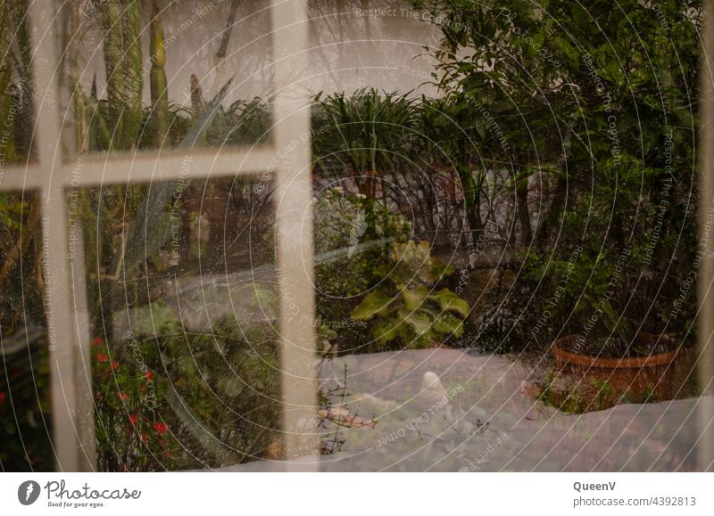 Pflanzen im  Gewächshaus und Schnee im Fenster Glas reflektiert Gewächsahus Reflexion & Spiegelung Winter Fensterscheibe Überlagerung Farbfoto Scheibe Haus