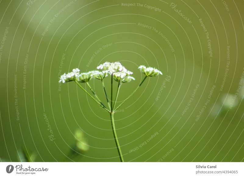 Blühende Heckenbraunelle in Nahaufnahme mit grünem, unscharfem Hintergrund klein Sommer Tierwelt weiß Gras vereinzelt Makrofotografie Wissenschaft Heuschrecke