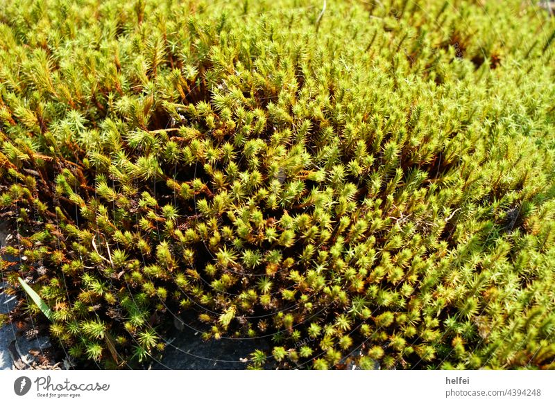 Bergenia ist eine Pflanze der Gattung der Bergenien in der Familie der Steinbrechgewächse, im Botanischen Garten fotografiert grün Makroaufnahme Natur Frühling