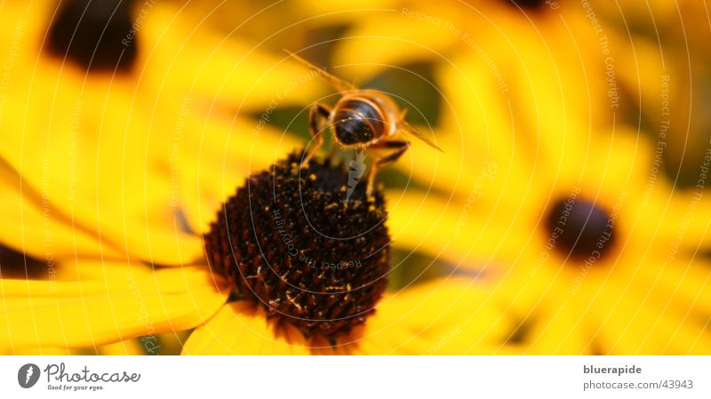 Biene von hinten Hinterteil Blume gelb Mitte Blüte Flügel Beine Samen Rückansicht