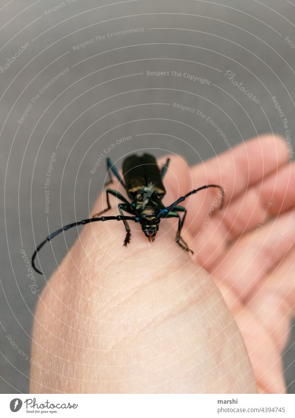 Moschusbock käfer tier fauna tierwelt moschusbock hand tiefreund lebewesen insekt unschärfe lebendig ekel angst garten