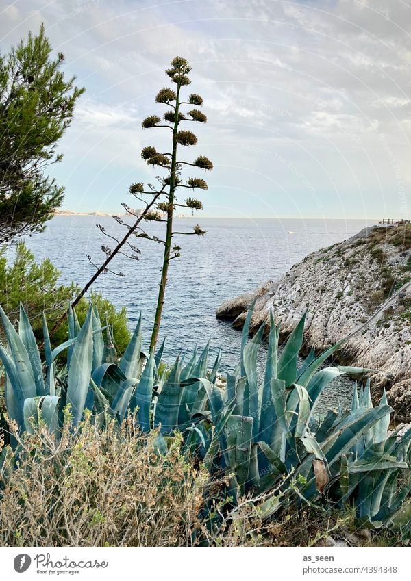 Am Mittelmeer Agave Blüte Meer Vegetation Sommer Ferien & Urlaub & Reisen Wasser Strand Wellen Himmel Pflanze grün blau Küste blühend Farbfoto Natur Landschaft