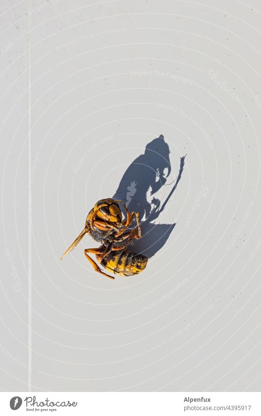 Bestechungsversuch Hornisse Wespen Insekt Makroaufnahme Sommer stechen stechend Flügel Nahaufnahme gefährlich Hornissen fliegen Tod Schatten Schattenspiel