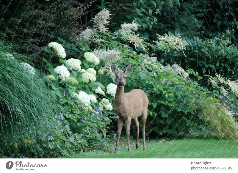 Wachsames Reh verirrt sich in einen Garten und steht vor einem Beet mit Hortensien, Storchenschnabel und verschiedenen Büschen Wild Wildtier Außenaufnahme Tier