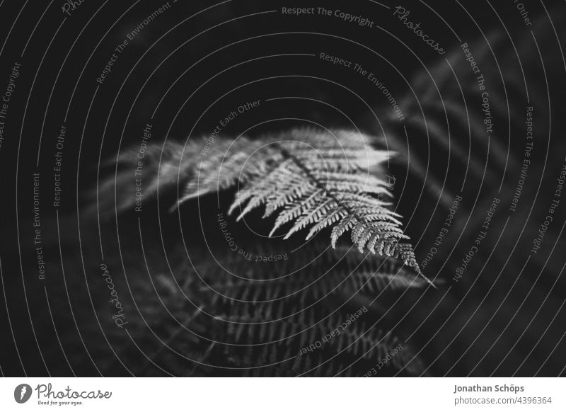 Farn kommt hervor aus Dunkelheit Menschenleer Detailaufnahme Nahaufnahme Hintergrundbild Naturwuchs Blatt Außenaufnahme ästhetisch Wald Park Garten Pflanze