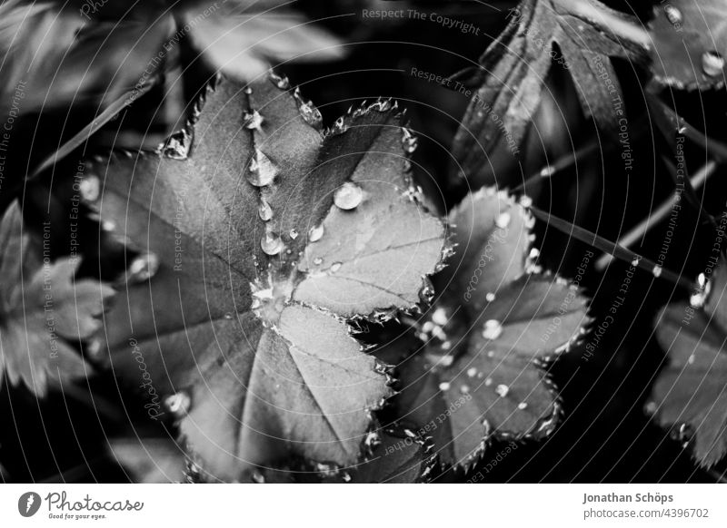 Blätter mit Wassertropfen Nahaufnahme dunkel schwarzweiß Farn Schwarzweißfoto hoher Kontrast düster Künstlerisch edel Pflanze fineart Natur Außenaufnahme