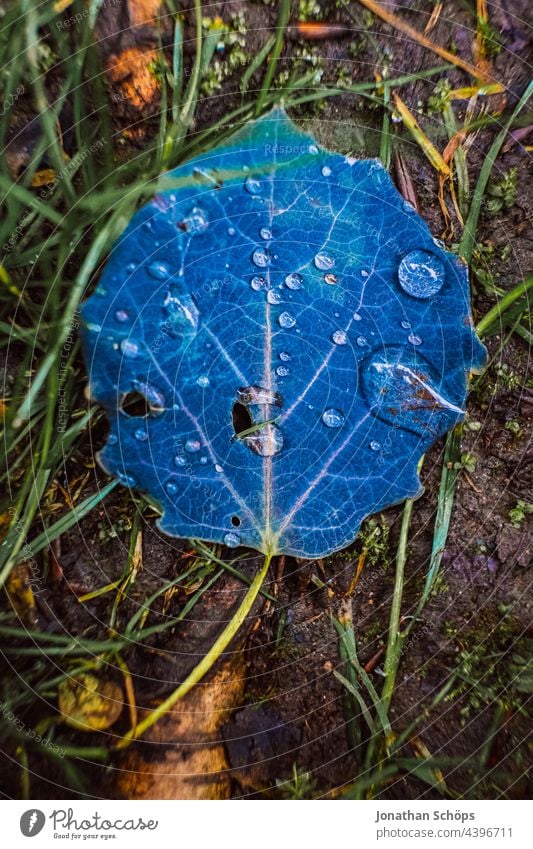 Blaues Blatt mit Regentropfen auf dem Waldboden Laub blau Tropfen nass Wasser Wassertropfen Nahaufnahme Natur Detailaufnahme Wetter Makroaufnahme