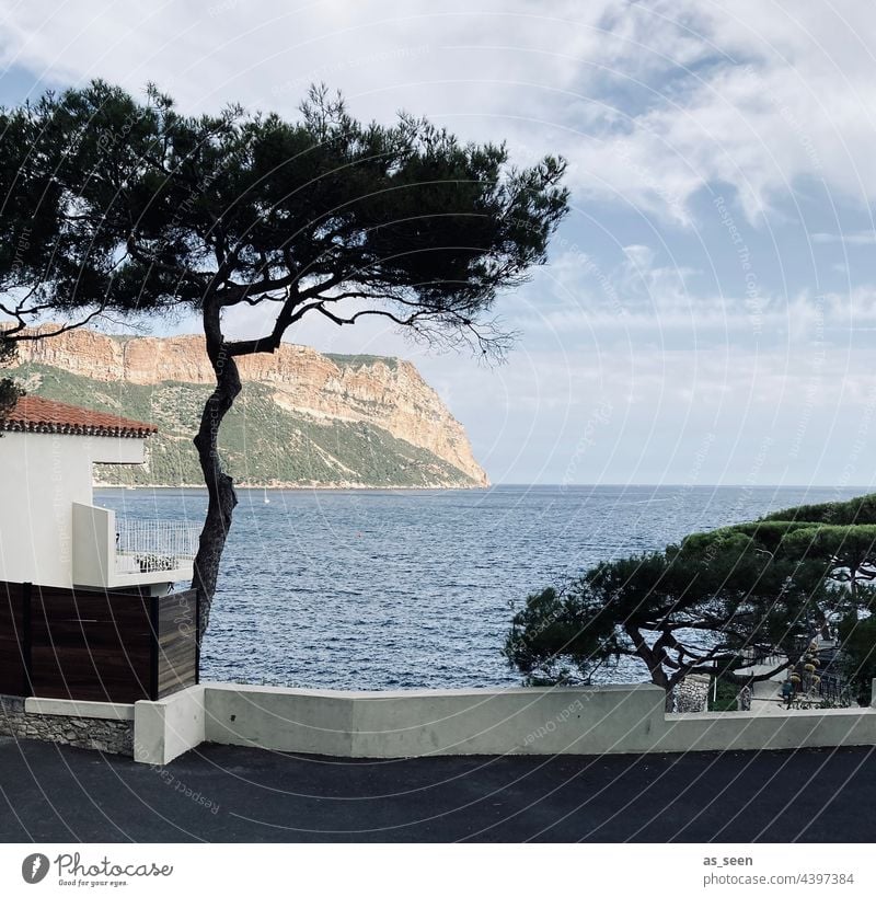 Die Bucht von Cassis Frankreich Marseille Küste Klippen Baum Kontrast Cote d'Azur Sommer Urlaub Erholung Eleganz Ferien & Urlaub & Reisen Außenaufnahme