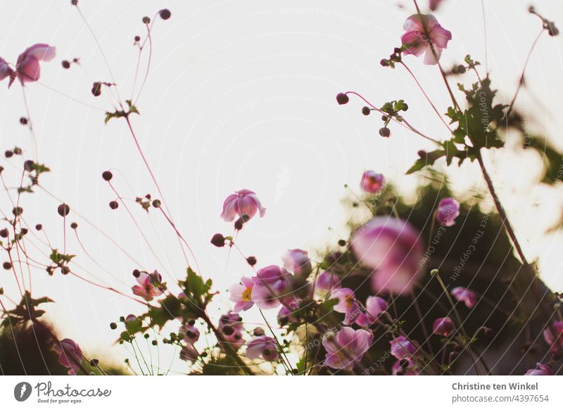 zarte rosa Herbstanemonen im morgendlichen Gegenlicht Anemone hupehensis rosa Blume Herbst-Anemone Morgenlicht Garten Froschperspektive Blüte Pflanze Blühend