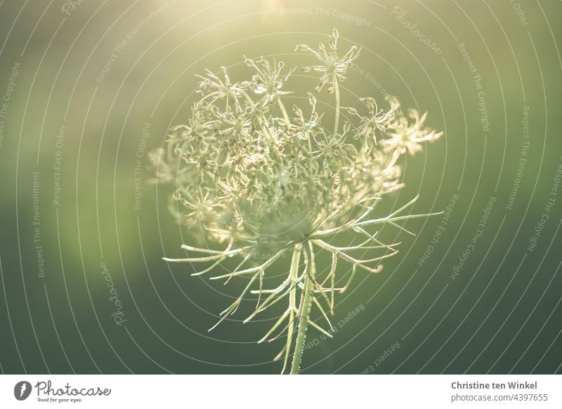 Schönheit im August, verblühte Wilde Möhre, zart im Sonnenlicht Blüte Blütendolde Doldenblüte Doldenblütler Wildpflanze Sommer Wildblume Schwache Tiefenschärfe