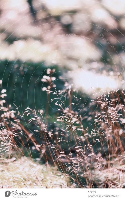 trockenes Gras Sommergras Windgeflüster Sommerwiese Sommerwind Haiku Windrauschen Rauschen Geräusch Grasbüschel Grashalme Grasblüte Graswiese flüsternd windig