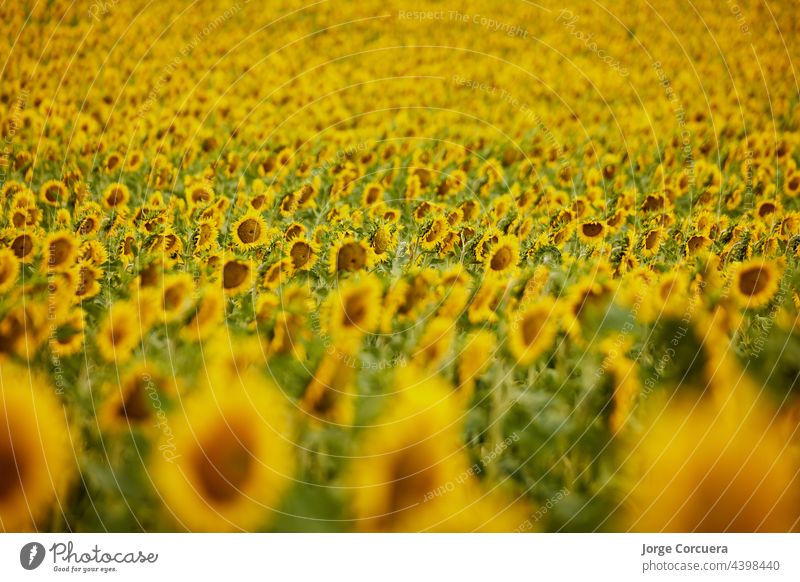 Hintergrund von bunten Sonnenblumen von einem Bauernhof gelb schön Makro natürlich Natur Objekt orange organisch vorbei Muster Blütenblatt Licht ländlich
