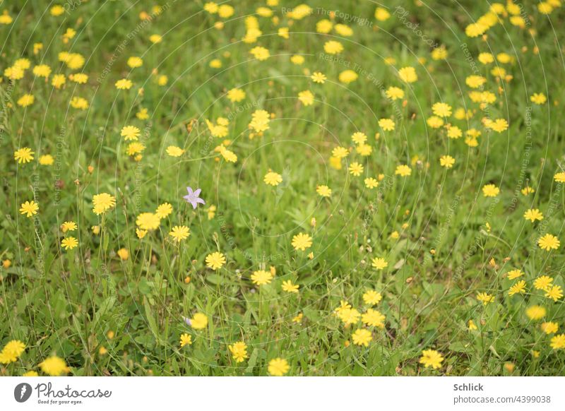 Wiese mit vielen gelben Wildblumen und einer blauen Glockenblume anders verschieden selektiver Fokus geringe Tiefenschärfe Nahaufnahme Draufsicht Schrägaufnahme