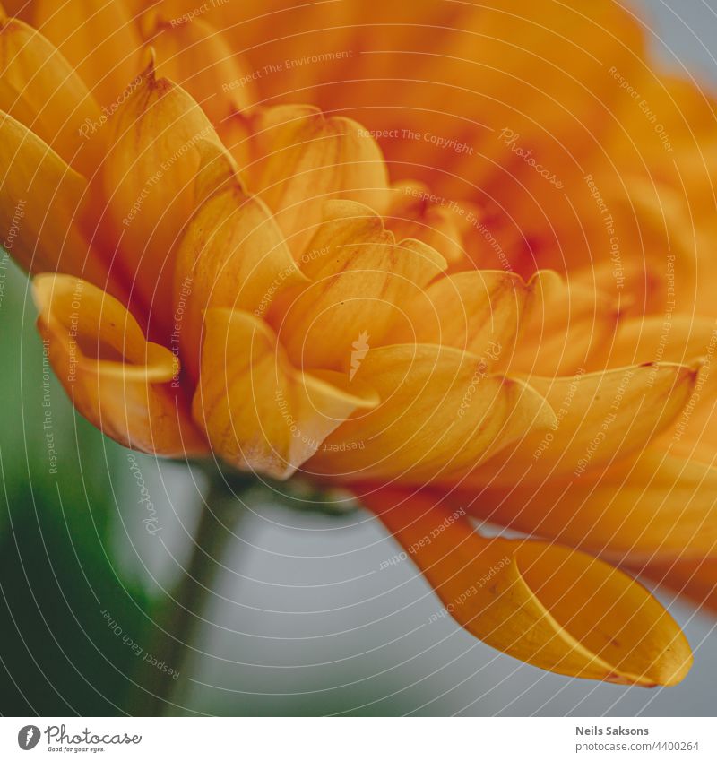 Makroaufnahme einer orangefarbenen Chrysantheme auf unscharfem Hintergrund in Nahaufnahme Sahne Dekoration & Verzierung pulsierend Fokus Objekt Blütenblätter