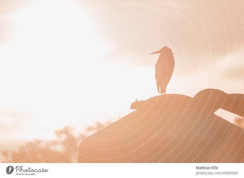 Graureiher genießt die Abendsonne Horizont Licht Außenaufnahme Menschenleer Sonnenstrahlen Gegenlicht Landschaft Sonnenuntergang Sonnenlicht Sommer Natur