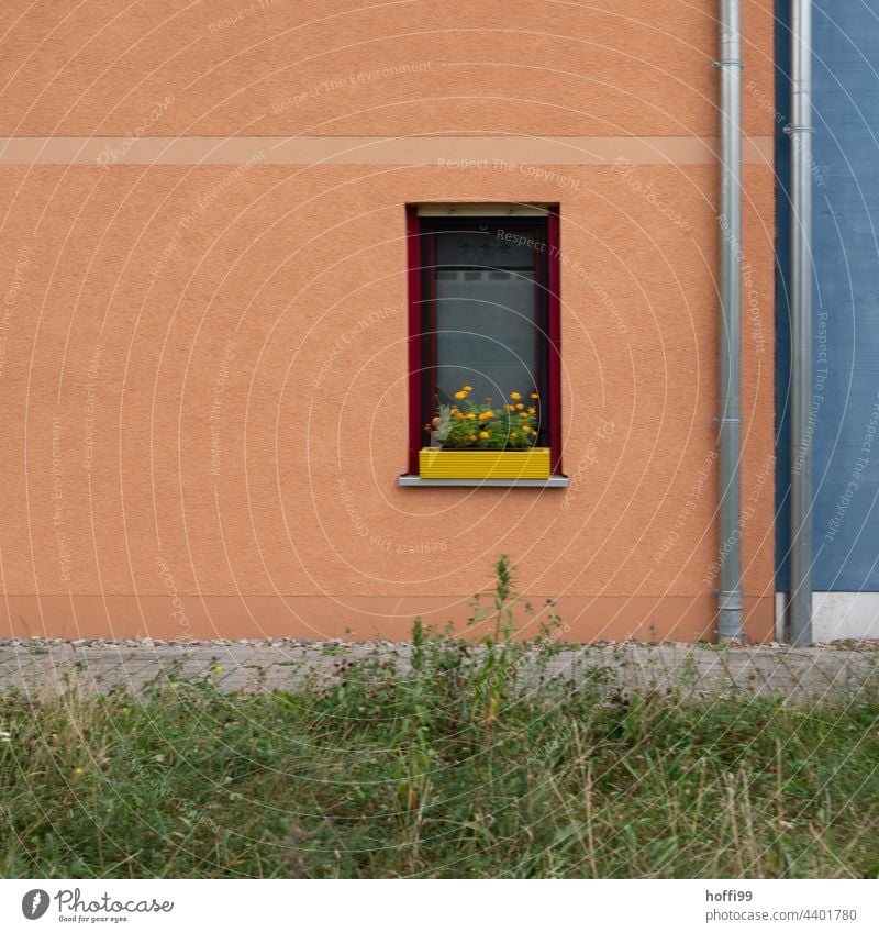 Gelber Blumenkasten im Fenster einer Neubau Fassade mit Fallrohren und betörenden Linien gelb blau grün orange Strukturen & Formen abstrakt graphisch Streifen