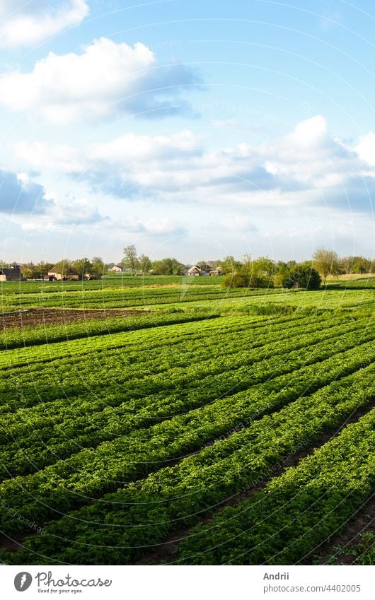 Ein schöner Blick auf die Landschaft der Kartoffelfelder im Süden der Ukraine. Agroindustrie und Agroindustrie. Landwirtschaft und Agroindustrie. Ökologischer Landbau. Ernte der ersten Kartoffelpflanzung.