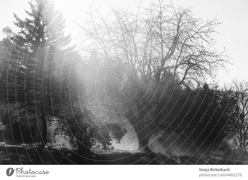 Sonnenschein im Winter - Sonnenstrahlen fallen durch den Morgennebel im Garten Landschaft schwarzweiß Natur Außenaufnahme kalt Baum Sonnenlicht Frost