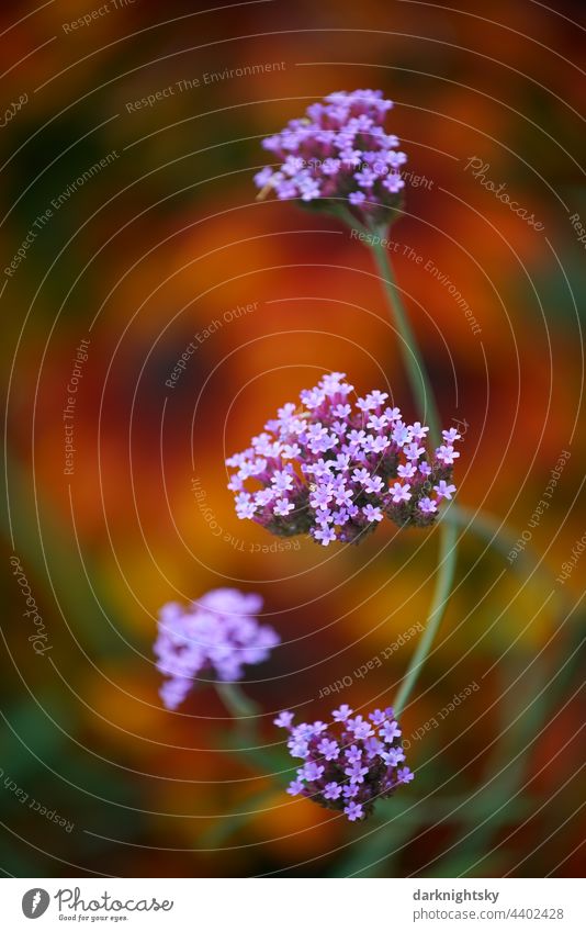 Blühende Verbena, Patagonisches Eisenkraut (Verbena bonariensis) Verbenen GartenPark Dtail # Pflanze Blüte Sommer Blume violett Außenaufnahme Natur Menschenleer