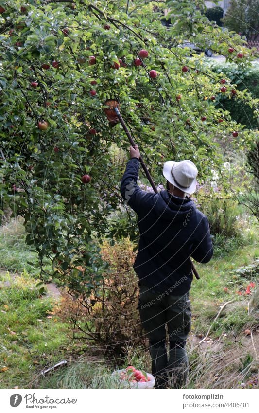 junger Mann mit Hut bei der Apfelernte ernten Äpfel Apfelbaum Mensch Bioprodukte Ernte Baum Herbst frisch Garten Gesundheit Lebensmittel Obst Obstbaum