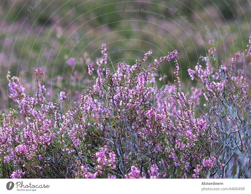 Detailaufnahme eines einzelnen Strauches der blühenden Heide Heideblüte Heidekraut volle Blüte Pflanze Urlaub Sommerblüte rosa lila Natur violett Nahaufnahme